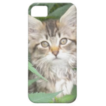 Tabby Kitten iPhone 5 case