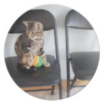 tabby kitten on black chair plate