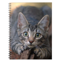 Tabby Kitten Scratching Post - Cat Photography Spiral Note Book
