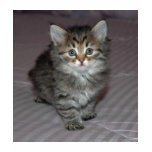 Tabby Kitten Shirt