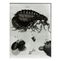 Table IV of Flies and Fleas postcards