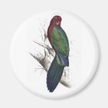 Tabuan Parrakeet by Edward Lear Refrigerator Magnets