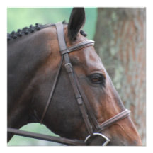 Tacked Dark Bay Horse Invitations