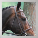 Tacked Dark Bay Horse Poster