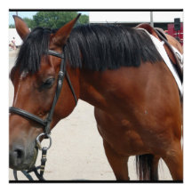 Tacked Horse Invitations