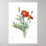 Tagetes Print