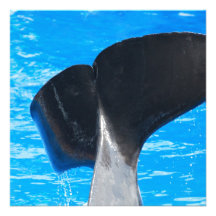 Tail of a Whale Invitations