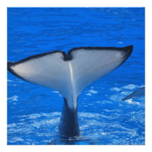 Tail of a Whale  Invitations