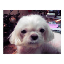 Taipei Pet Dog cute Post Card