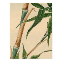 Take bamboo 2012 Calendar Postcard