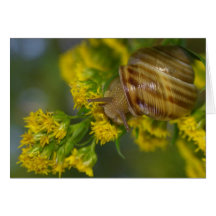Take it easy (Snail on Yellow flowers macro) Card