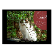 Take Pictures Life Lessons from a Cat ACEO Cards