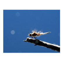 Takeoff Post Cards