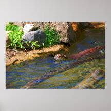 Taking A Swim Posters