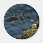 Taking Off Puffin Fridge Magnets