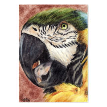 Talk to Me (Blue & Gold Macaw) ACEO Art Cards Business Card Template