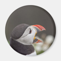 Talkative Puffin From Skomer Fridge Magnets