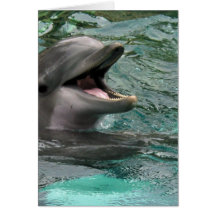 Talking Dolphin Greeting Cards
