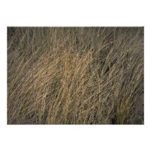 Tall beach grass announcements
