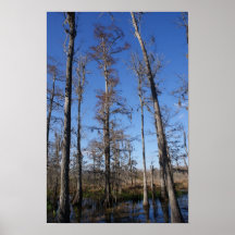 tall cypress print