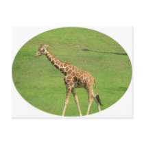 Tall Giraffe Postcard