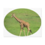 Tall Giraffe Postcard