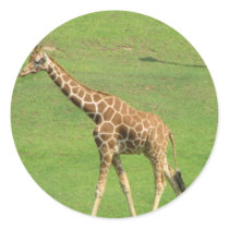 Tall Giraffe Sticker