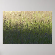 Tall Grass Posters