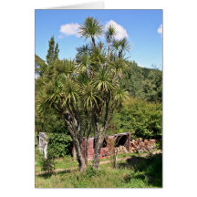Tall green cabbage tree against the blue sky greeting cards