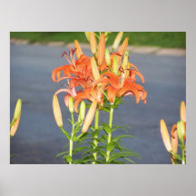 Tall Orange Lilly Poster