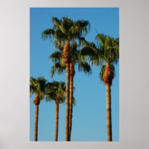 Tall Palms Poster
