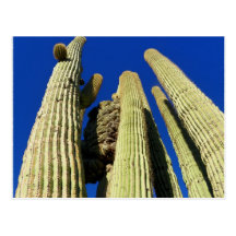 Tallest Crested Saguaro Post Card