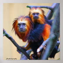 Tamarin dirigé d'or de lion affiches