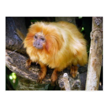 Tamarin d'or de lion cartes postales