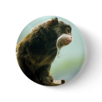 Tamarin Monkey