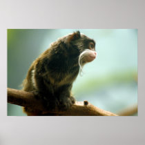 Tamarin Monkey
