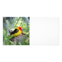 Tanager Photo Card