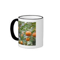 Tangerines hanging in tree mugs