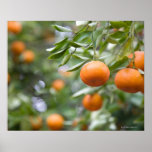 Tangerines hanging in tree poster