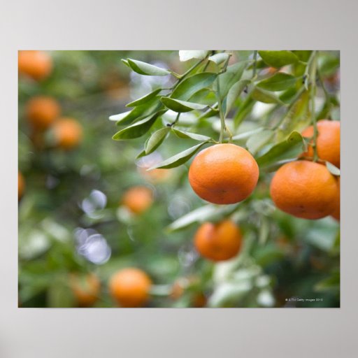 Tangerines hanging in tree poster