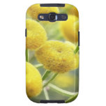 Tansy Flowers