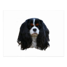 Tansy Post Card