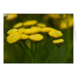 Tansy | Rainfarn Greeting Card