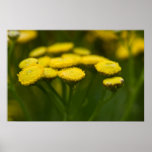 Tansy | Rainfarn Posters