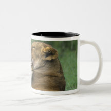Tanzania, Ngorongoro Crater. African lion mother Mugs