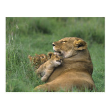 Tanzania, Ngorongoro Crater. African lion mother Postcard