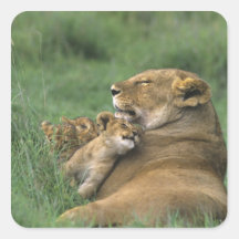 Tanzania, Ngorongoro Crater. African lion mother Sticker
