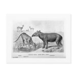 Tapir-like animals art postcard