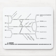 Tapis de souris de plexus brachial