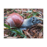 Tapisnail postcard